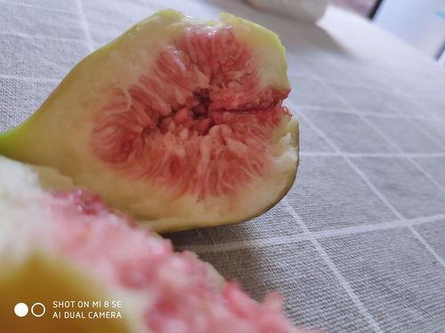 娱乐吃瓜酱密集恐惧症