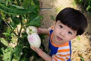 小桥吃瓜娱乐,揭秘娱乐圈幕后故事