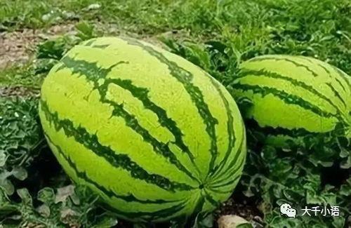 黑吃瓜每日必吃大瓜